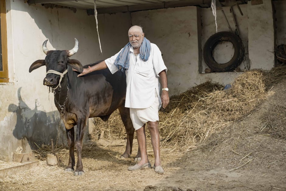 elderly farmer speaking earnestly in a rustic courtyard